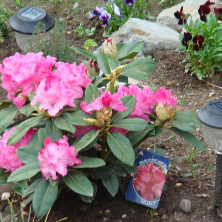 rhododendron soiul'' German